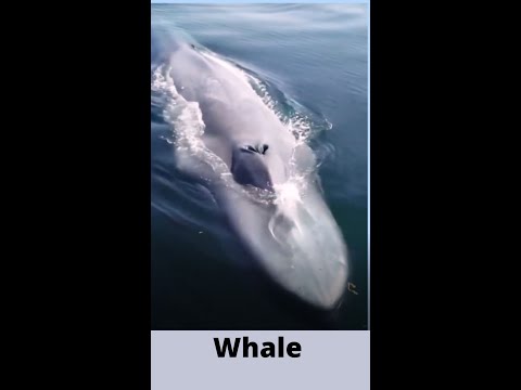 Whale