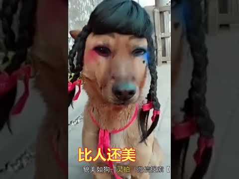 Whatsapp vid that my 63 yrs old dad got from his friend