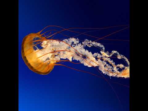 ডিপ্রেশন লাইভ স্ট্রিম