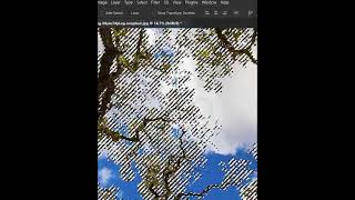 Tree selection - Short Photoshop Tutorial
