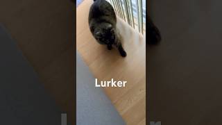 Does the Bird Get Away? #catchase #intensechase #catlover #dramaticcat #catbird #birder