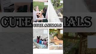 cute animals funny video trending shorts 🥰 #funnycomedyshort #cuteanimalsfunnyvideos #funnuanimals