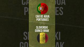 Round of sixteen #portugal v #słowenia #euro2024 #em2024 #dogsofyoutube #supportyourteam