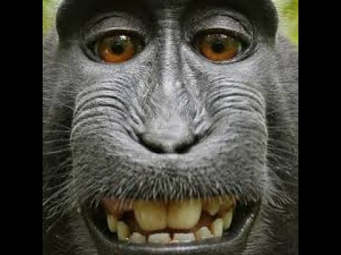 P3 Gorillas PPNX