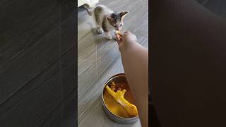 #CatLovers#FunnyCats#CuteCats#KittyPlaytime#MeowMoment#CatLife#AdorableCats#Furry#Crazy