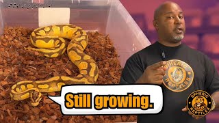 New Breeders Guide: Preparing Female Ball Pythons for Maximum Hatch Rates