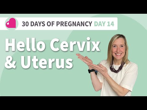 Hello Cervix And Uterus! - Do You Know How Birth Works? Hypnobirthing - Day 14