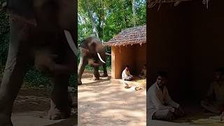 Hathi Ne Aakar Achanak hamla Kar Diya 😱