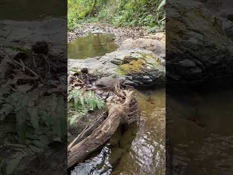 Relaxing Nature Sounds: Flowing Stream & Birds Singing
