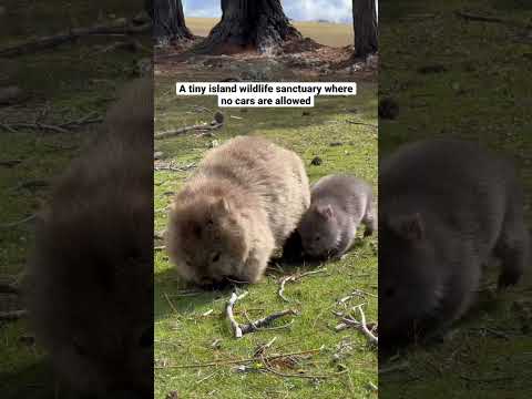 5/5 Wombats are the cutest!! 📍Maria Island Tasmania #tasmania #travelaustralia #shorts  #wombats