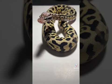 Fresh shed, my firefly Spotnose Het clown girl! She’s amazing!