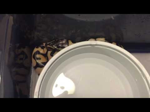 2017 Clutch #1 Update Pastel x Enchi
