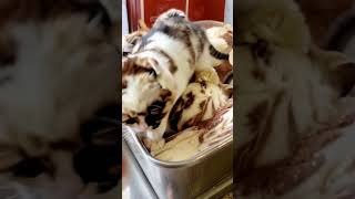 #AIKids#FunLearning#TechForKids#KidsAI#LearnFun#SmartLearning#FutureTech#KidsLearn#Edutainment