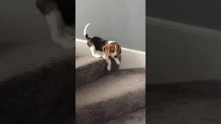 Beagle puppy's first time going down stairs! Tilts head and whines