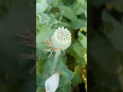 Opium plant field cultivation #mandsaur #madhyapradesh #india #narcotic #therapeutic #drug #nature