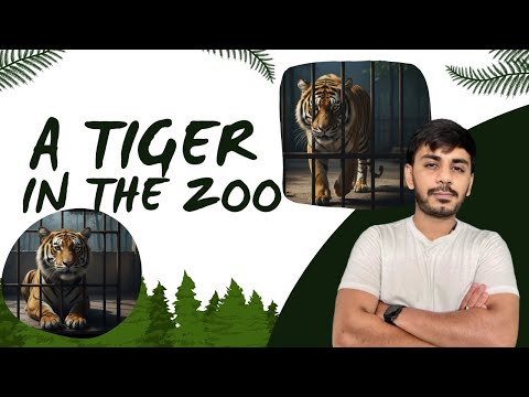 A Tiger in the Zoo by Leslie Norris | Full Poem Analysis & Meaning