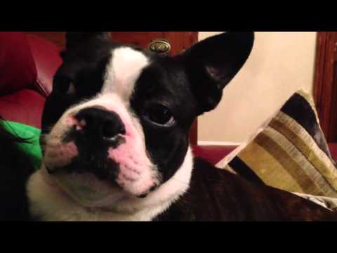 Donnie the sleepy Boston Terrier licking hair and having a cuddle