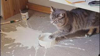 A Cat With Infinite Rizz | Funny Cat Compilation - FailArmy