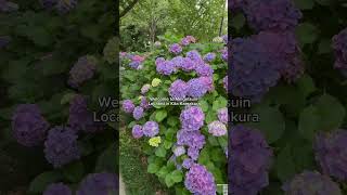 Meigetsuin Temple in Kamakura is a must-visit in June. #japan #japansummer  #fyp #viral
