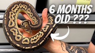 How Do We Grow Our Ball Python So Fast? Can They Breed So Young?