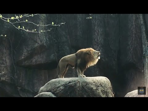 EPIC ROARS OF A LION AND A TIGER!
