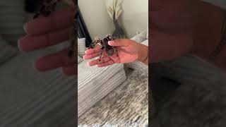 TEC BUYS THE SPIDER THAT WAS ON HIS FACE FROM HIS “WEB LIFE 4” PHOTO SHOOT