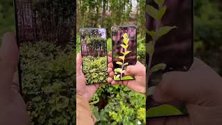 Vivo x200 vs vivo x200 pro 👀