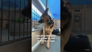 German Shepherd Nose Taped Shut 🥹