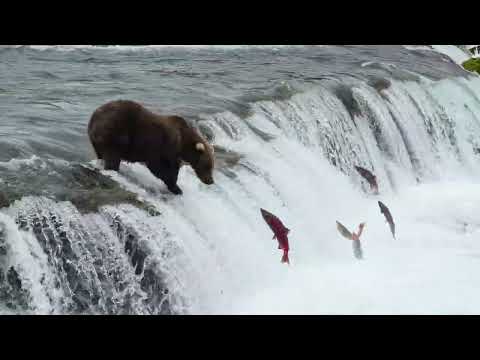 Brooks Falls Experience