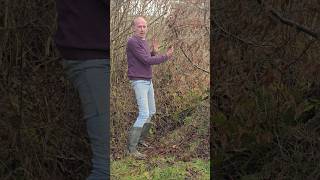Hedge Gap Drainage #permaculture #landscaping #ponds #drainage #rainwater #mud #adventure #ideas