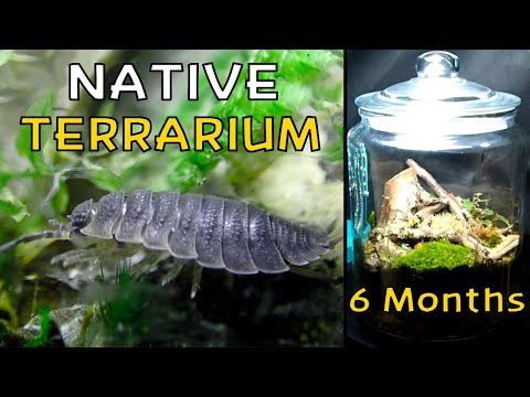 A Forest Floor Ecosystem Contained Behind Glass │ Native Terrarium - 6 Month Update!
