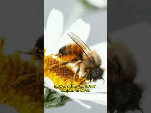 Why Bees Matter More Than You Think 🐝🌍 #facts #animals #тренды