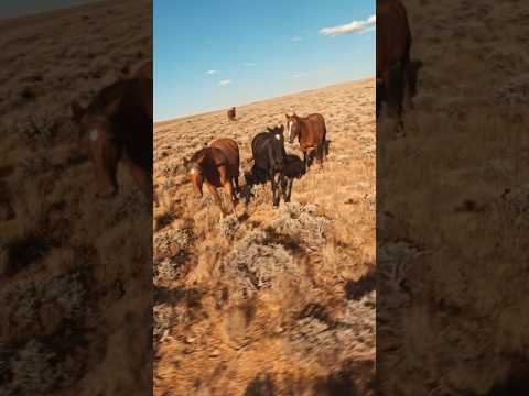Flying with WILD HORSES 🤯