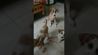 #viralshort #video #shorts #shortsfeed