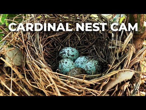 Cardinal nest cam in the mango tree | Bird nest cam