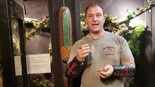 Super Pastel Ball Python