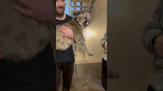 Big Dog and Big Cat didn't get along with each other.