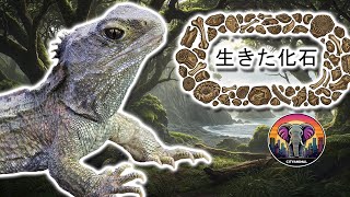 トゥアタラ | 動物ドキュメンタリー