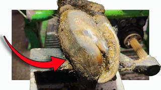 Now THIS is a TWISTED COW's HOOF!!!!
