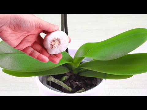 More flowers, stronger orchids and no bugs: just add this product to your water!