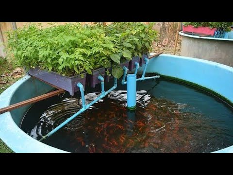 Mini aquaponics system