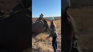 This is a mammoth task - turning a sedated elephant over! Elephant conservation is a BIG job! 🐘🙌🏻