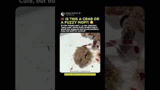 Is THIS a Crab or a FUZZY Mop?! | Meet World's Cutest Crab? | Japanese Kebuka-gani Unveiled! 🦀