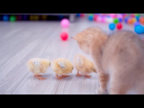 Kitten playing vs chicks