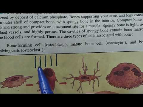 Ch 16: skeletal system: function of skeleton, endo skeleton, bone and cartilage