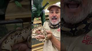 Amazing Ball Python! 🙌 🐍