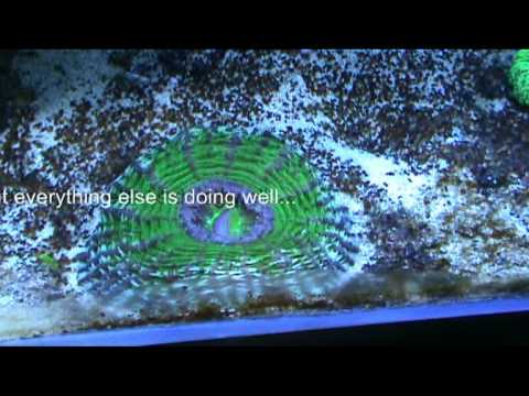 Kamberman's reef
