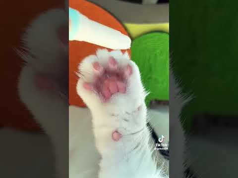 How to clean cats paws😻