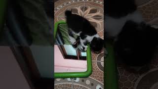 juna mainan kaca #fyp #catlovers #videoreel #kucingkumis