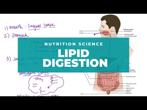 Intro to Lipid Digestion and Absorption